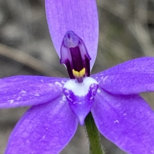 Glossodia major at Fadden, ACT - suppressed