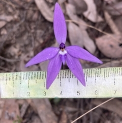 Glossodia major at Fadden, ACT - suppressed