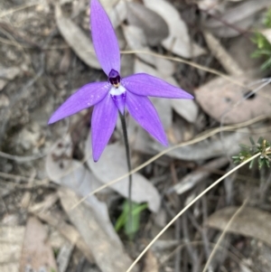 Glossodia major at Fadden, ACT - suppressed