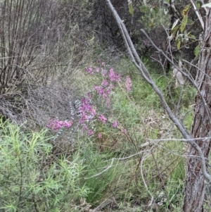 Indigofera australis subsp. australis at Bruce, ACT - 3 Oct 2022 06:19 PM