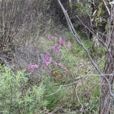 Indigofera australis subsp. australis (Australian Indigo) at Bruce Ridge to Gossan Hill - 3 Oct 2022 by KaleenBruce