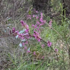 Indigofera australis subsp. australis at Bruce, ACT - 3 Oct 2022 06:19 PM