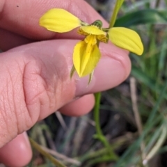 Diuris chryseopsis (Golden Moth) at Killawarra, VIC - 2 Oct 2022 by Darcy