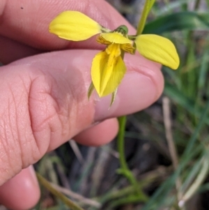 Diuris chryseopsis at Killawarra, VIC - suppressed