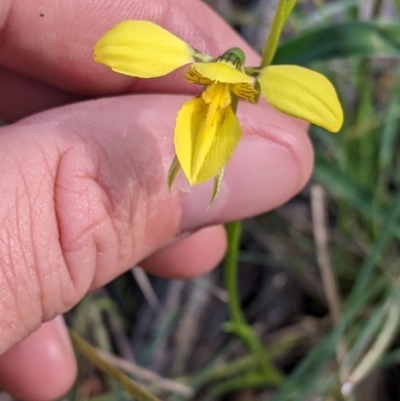 Diuris chryseopsis (Golden Moth) at Warby-Ovens National Park - 2 Oct 2022 by Darcy