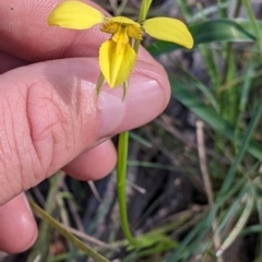 Diuris chryseopsis at Killawarra, VIC - 2 Oct 2022