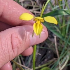 Diuris chryseopsis at Killawarra, VIC - suppressed