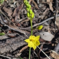 Bulbine bulbosa (Golden Lily, Bulbine Lily) at Killawarra, VIC - 2 Oct 2022 by Darcy