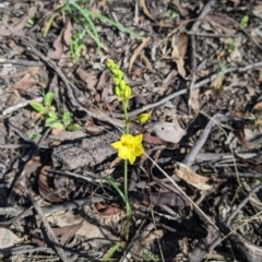 Bulbine bulbosa at Killawarra, VIC - 2 Oct 2022 04:00 PM