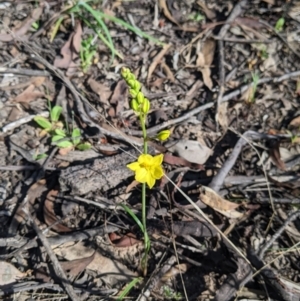 Bulbine bulbosa at Killawarra, VIC - 2 Oct 2022