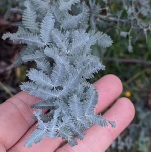 Acacia baileyana at Killawarra, VIC - 2 Oct 2022