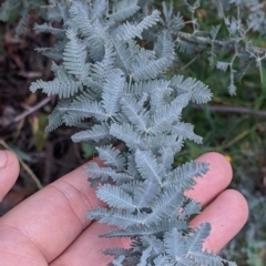 Acacia baileyana at Killawarra, VIC - 2 Oct 2022