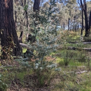 Acacia baileyana at Killawarra, VIC - 2 Oct 2022