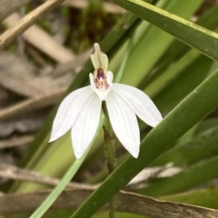 Caladenia fuscata (Dusky Fingers) at Wanniassa Hill - 3 Oct 2022 by AnneG1