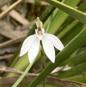 Caladenia fuscata at Fadden, ACT - 3 Oct 2022