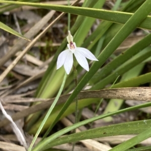 Caladenia fuscata at Fadden, ACT - 3 Oct 2022