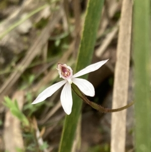 Caladenia fuscata at Fadden, ACT - 3 Oct 2022