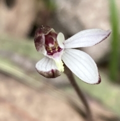 Caladenia fuscata at Fadden, ACT - 3 Oct 2022