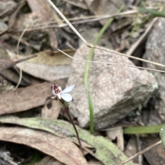 Caladenia fuscata at Fadden, ACT - 3 Oct 2022