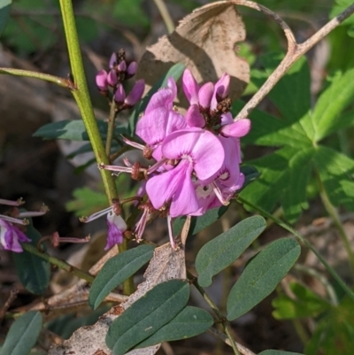 Indigofera australis subsp. australis (Australian Indigo) at Warby-Ovens National Park - 2 Oct 2022 by Darcy