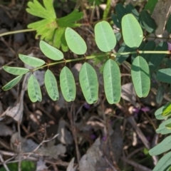 Indigofera australis subsp. australis at Killawarra, VIC - 2 Oct 2022 04:19 PM