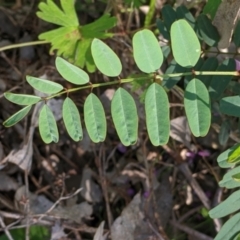 Indigofera australis subsp. australis at Killawarra, VIC - 2 Oct 2022