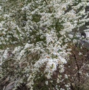 Olearia microphylla at Bruce, ACT - 3 Oct 2022 06:31 PM