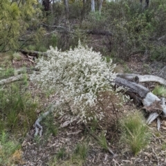 Olearia microphylla at Bruce, ACT - 3 Oct 2022 06:31 PM