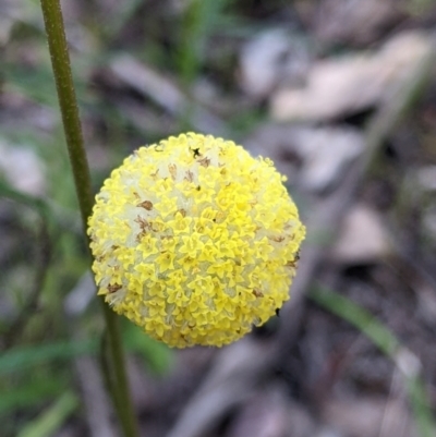 Craspedia variabilis (Common Billy Buttons) at Warby-Ovens National Park - 2 Oct 2022 by Darcy