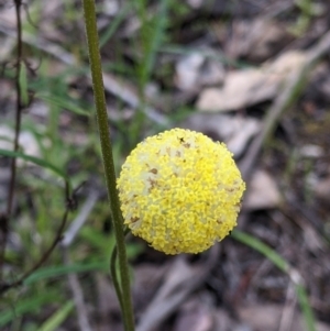 Craspedia variabilis at Killawarra, VIC - suppressed