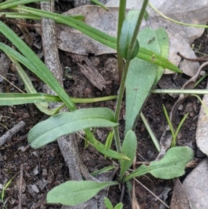 Craspedia variabilis at Killawarra, VIC - suppressed