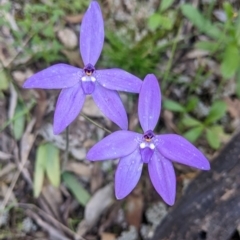 Glossodia major (Wax Lip Orchid) at Killawarra, VIC - 2 Oct 2022 by Darcy