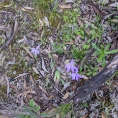 Glossodia major at Killawarra, VIC - suppressed