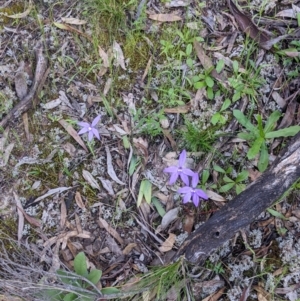 Glossodia major at Killawarra, VIC - suppressed