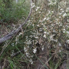 Olearia microphylla (Olearia) at Bruce Ridge to Gossan Hill - 3 Oct 2022 by KaleenBruce