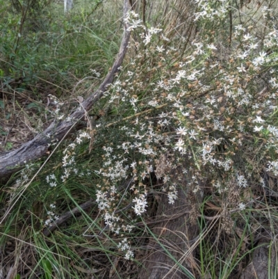 Olearia microphylla (Olearia) at Bruce Ridge to Gossan Hill - 3 Oct 2022 by KaleenBruce