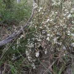 Olearia microphylla (Olearia) at Bruce Ridge - 3 Oct 2022 by KaleenBruce