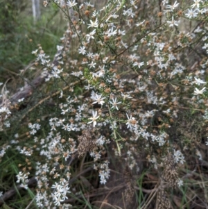 Olearia microphylla at Bruce, ACT - 3 Oct 2022