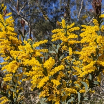 Acacia triptera (Spur-wing Wattle) at Warby-Ovens National Park - 2 Oct 2022 by Darcy