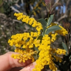 Acacia triptera at Killawarra, VIC - suppressed