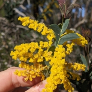 Acacia triptera at Killawarra, VIC - 2 Oct 2022