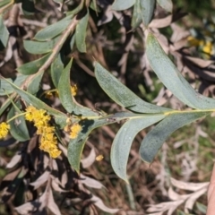 Acacia triptera at Killawarra, VIC - suppressed