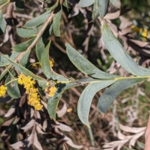 Acacia triptera at Killawarra, VIC - suppressed