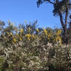 Acacia triptera at Killawarra, VIC - 2 Oct 2022