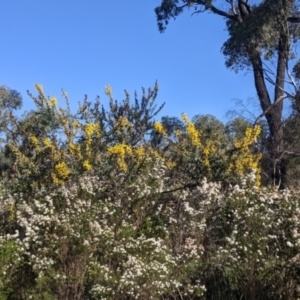 Acacia triptera at Killawarra, VIC - suppressed