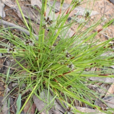 Schoenus apogon (Common Bog Sedge) at Murrumbateman, NSW - 2 Oct 2022 by SimoneC