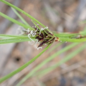 Schoenus apogon at Murrumbateman, NSW - 2 Oct 2022