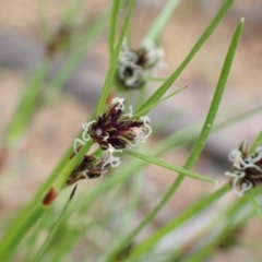 Schoenus apogon at Murrumbateman, NSW - 2 Oct 2022