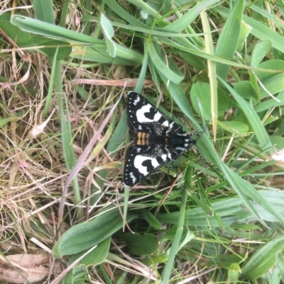 Agaristodes feisthamelii (A day flying noctuid moth) at Namadgi National Park - 3 Oct 2022 by LOz