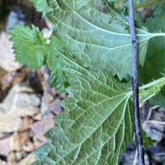 Urtica incisa (Stinging Nettle) at Deua National Park (CNM area) - 3 Oct 2022 by Ned_Johnston